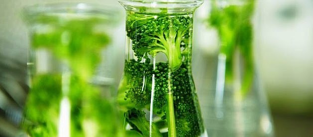 Меристемальные клетки в косметологии