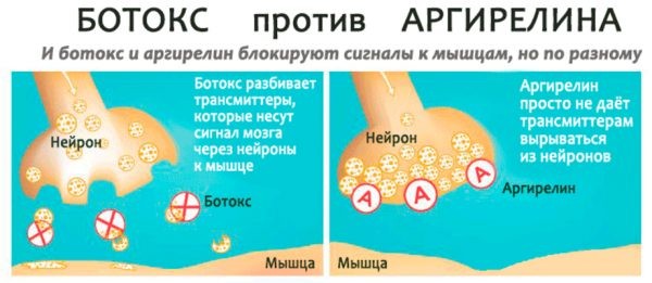Пептидные миорелаксанты