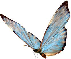 butterfly-(2).jpg