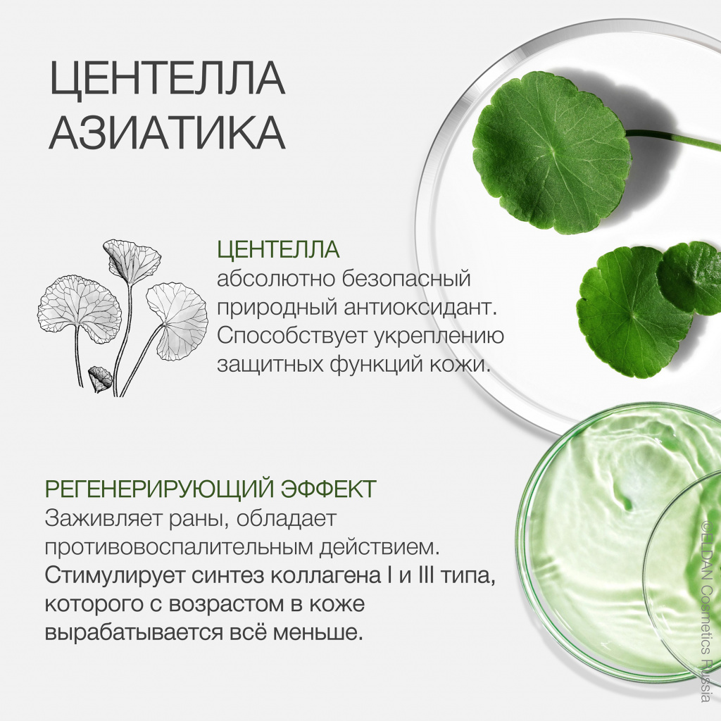 Свойства центеллы в косметике — интернет-магазин официального дистрибьютера  ELDAN Cosmetics