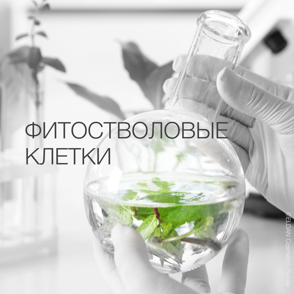 Пост фитоклетки 2.jpg